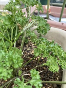 パセリを食べるきあげはの幼虫たち